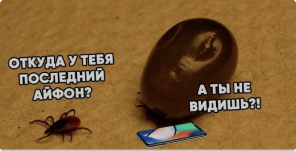 За 7 дней в Тульском регионе от клещей пострадали 167 человек